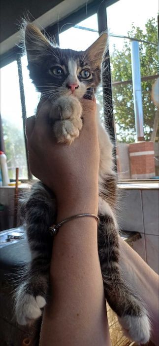 Котята в ответственные, добрые, любящие руки.