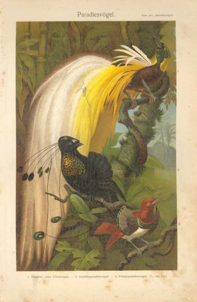 Motyle, Zwierzęta  oryginalna XIX w.  grafika