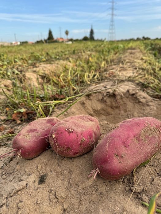 Batata doce murasaki