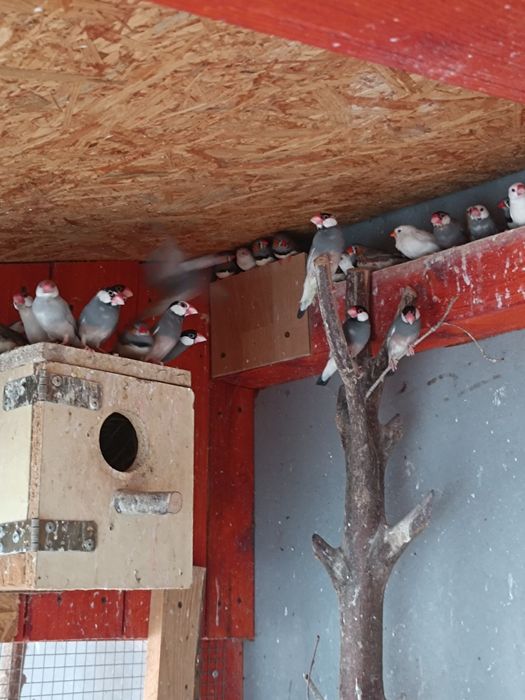 Ptaki egzotyczne ryzowce