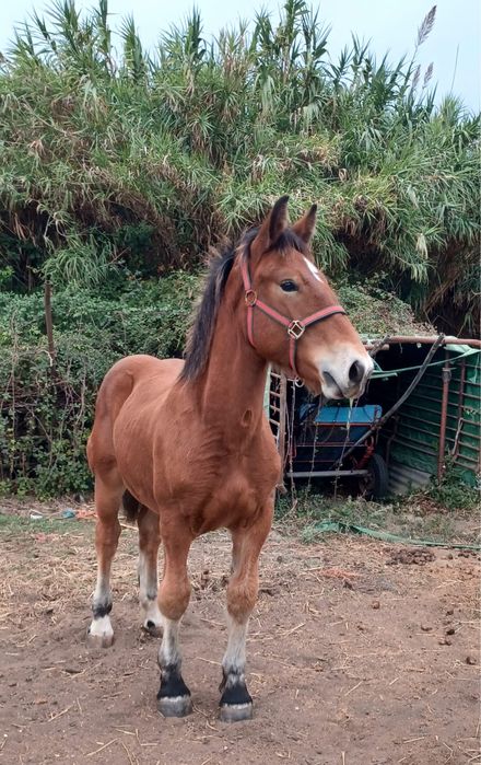 Poldro Breton X Percheron