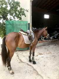 Cavalo Castrado Letra Q (ate este fim de semana)
