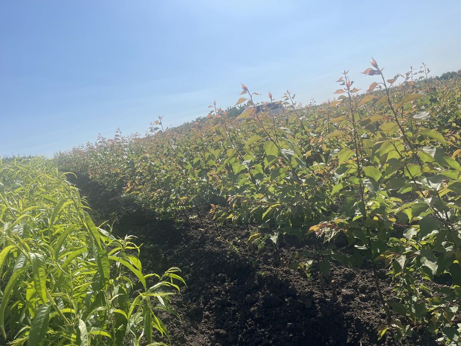 Окуліровка.Саджанці.Сажинці.Прививка.Під замовлення