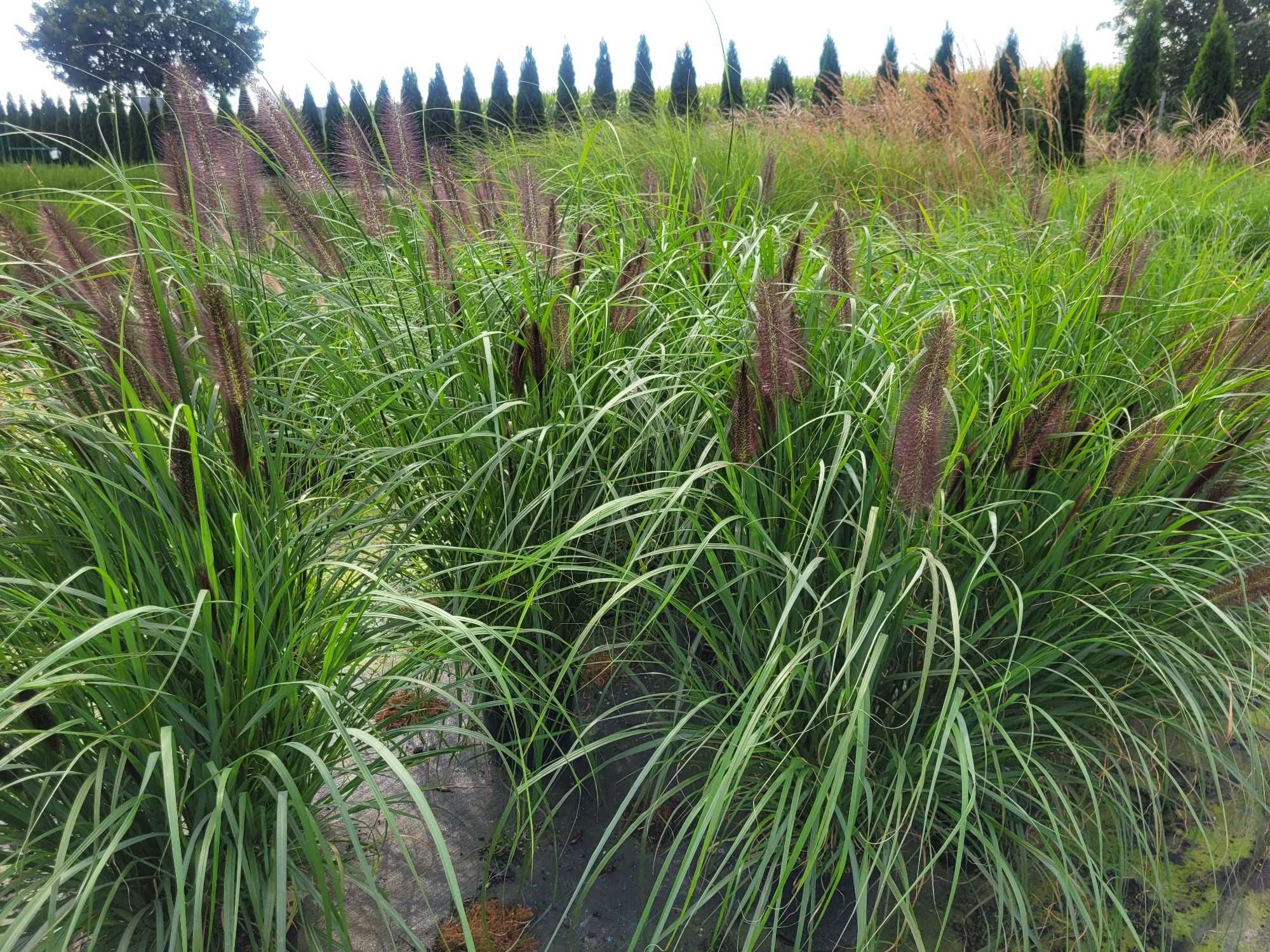 trawy trawa ozdobna  rozplenice miscanty carex