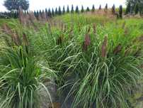 trawy trawa ozdobna  rozplenice miscanty carex