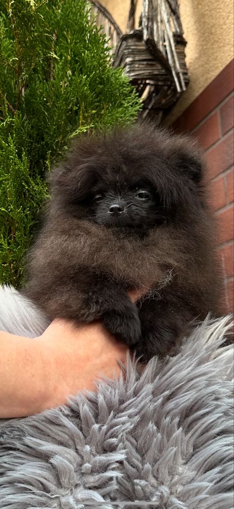 Szpic Miniaturowy Pomeranian czarny piesek