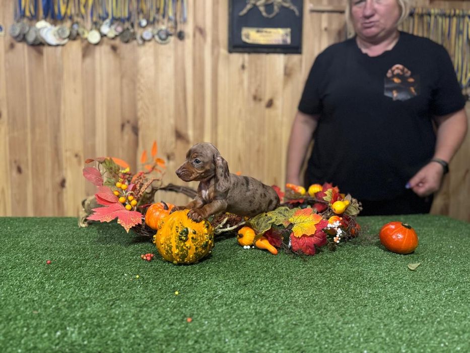 Jamnik króliczy suczka FCI