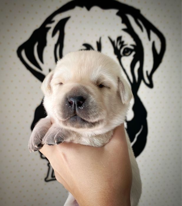 Суперові дітки у розпліднику КСУ.