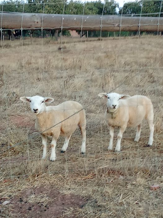 Borregas gêmeas texel puras