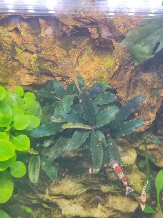 Planta de aquário Bucephalandras