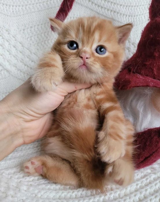 Плюшик та симпатяга! Милий хлопчик-кошеня в насичено-червоному мармурі