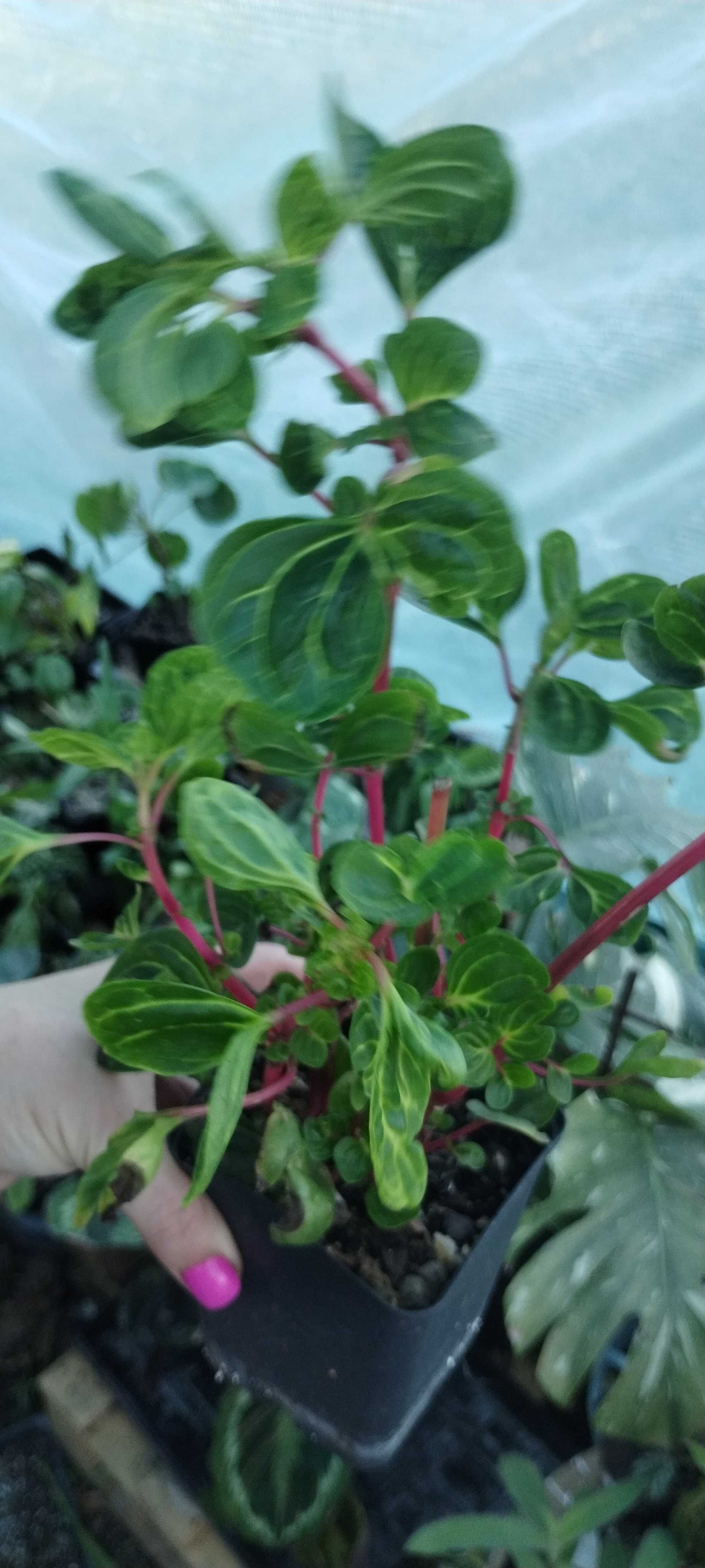 irezyna herbsta aureo reticulata