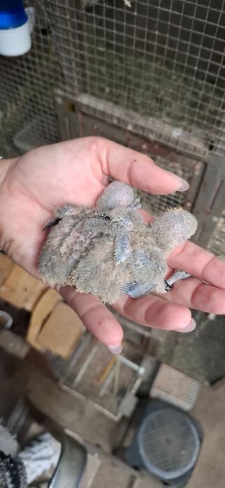 caturas  e  rosicollis  para Criar  a mão