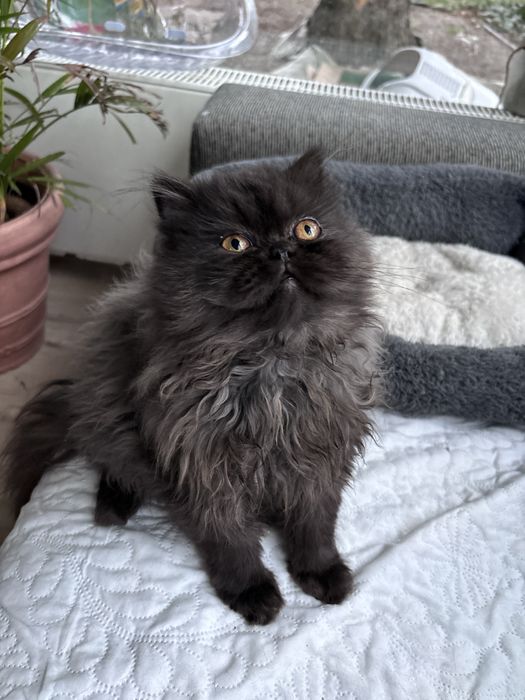 Czarno-szara kotka perska