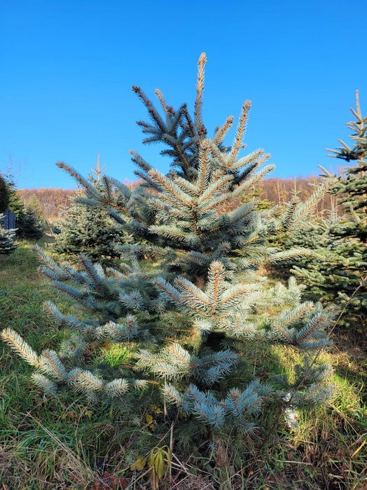 Choinki bożonarodzeniowe