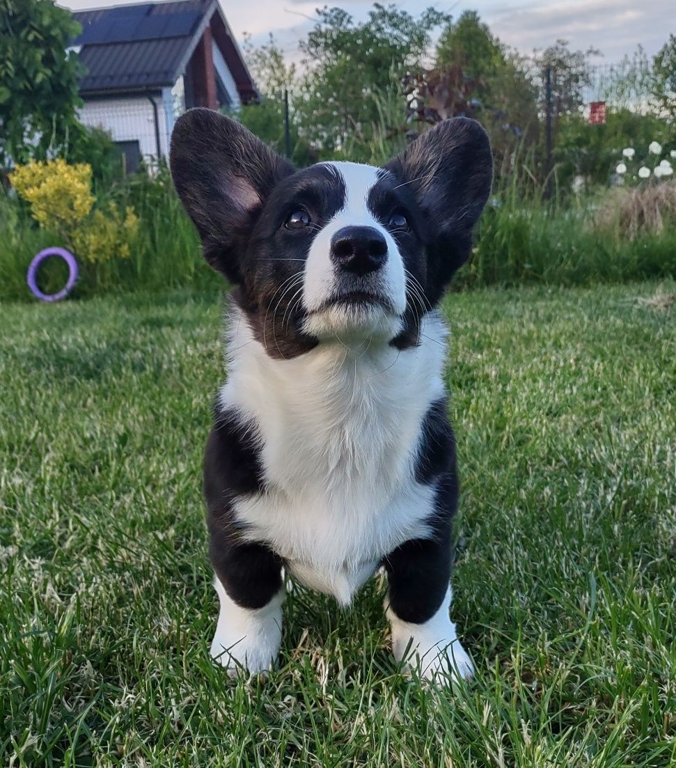 Welsh Corgi Cardigan FCI  suczka