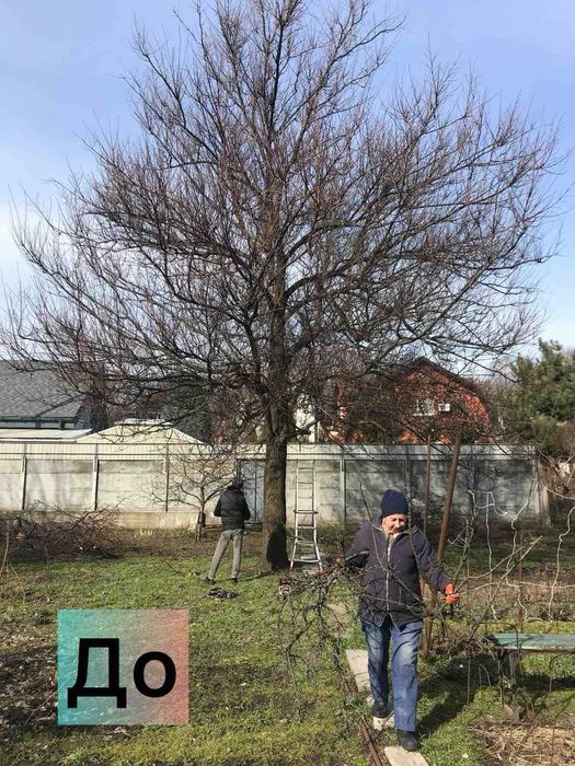 Спил дерев Безкоштовний вивіз