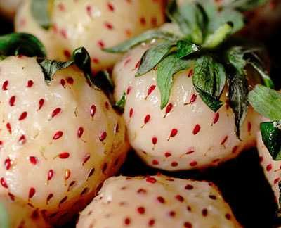 Morangos Brancos do Japão - DELICIOSOS Planta De coleção FRUTA RARA