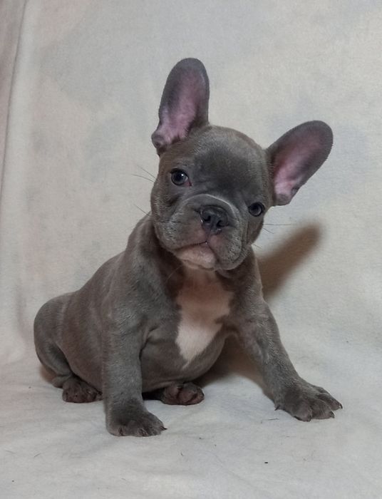 Хлопчик французького бульдога