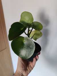 peperomia raindrop sadzonka