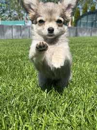 Chihuahua długowłosa błękitna ZKwP FCI