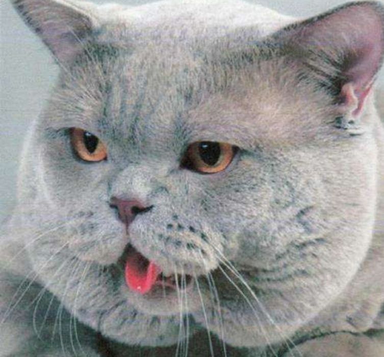 Плюшевые мальчишки с документами, для Вас))