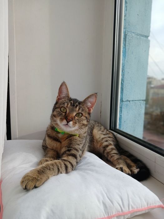 Тиргуля , дівчинка, 6 місяців , стерелізована