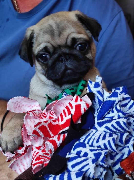 Великолепный мопсик