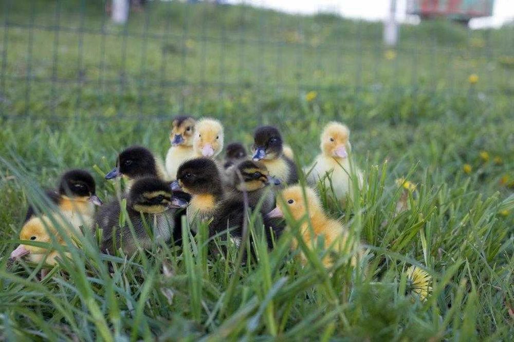 Gęsi na wagę kołudzka, landes, kubańska