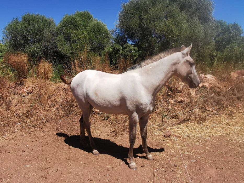 Sorraia x Lusitano lindissima e meiga