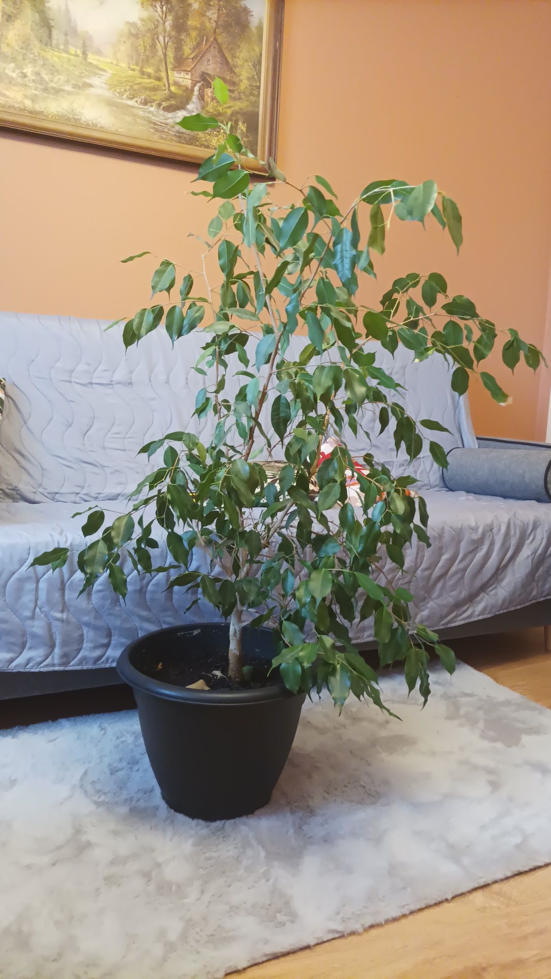 Duży Benjamin drzewko 100 cm