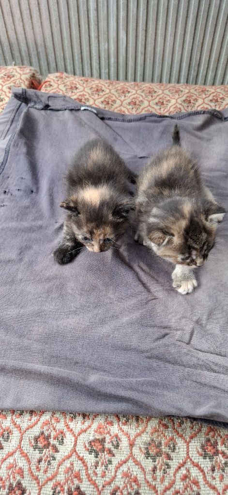 Віддам у добрі руки кошенят