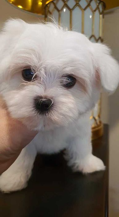 Maltańczyk Piesek**Mini** do odboru.