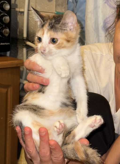 кошенята у добрі руки!