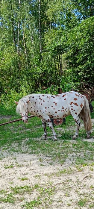 Sprzedam wałach kuca