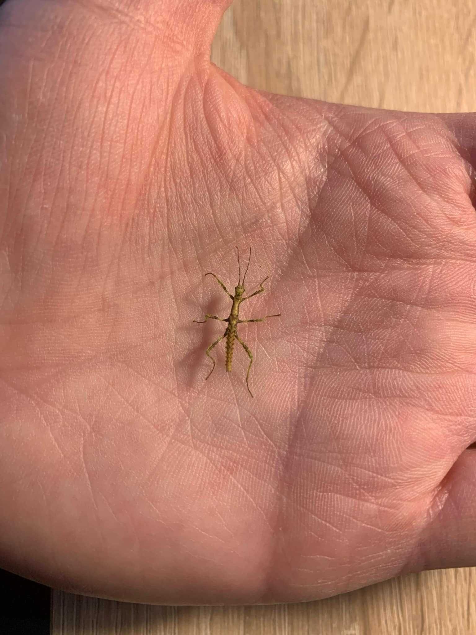 Trachyaretaon sp. North Luzon Straszyki Straszyk