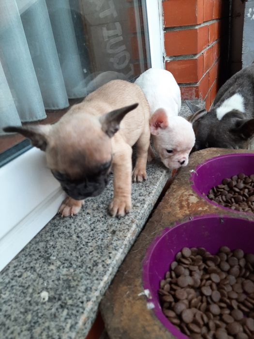 Buldog Francês blue&fawn