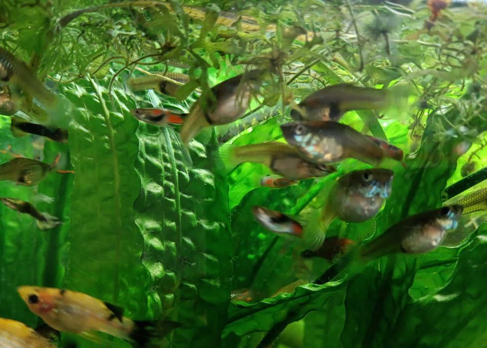 Gupiki endlera młode