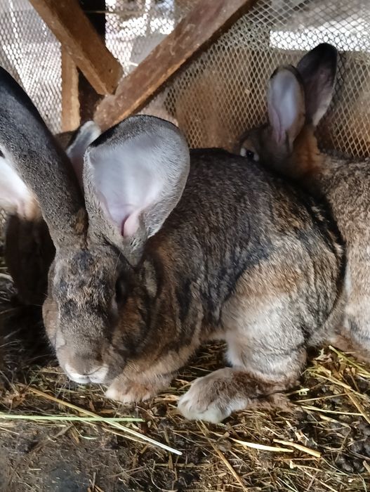 Króle samce i samice