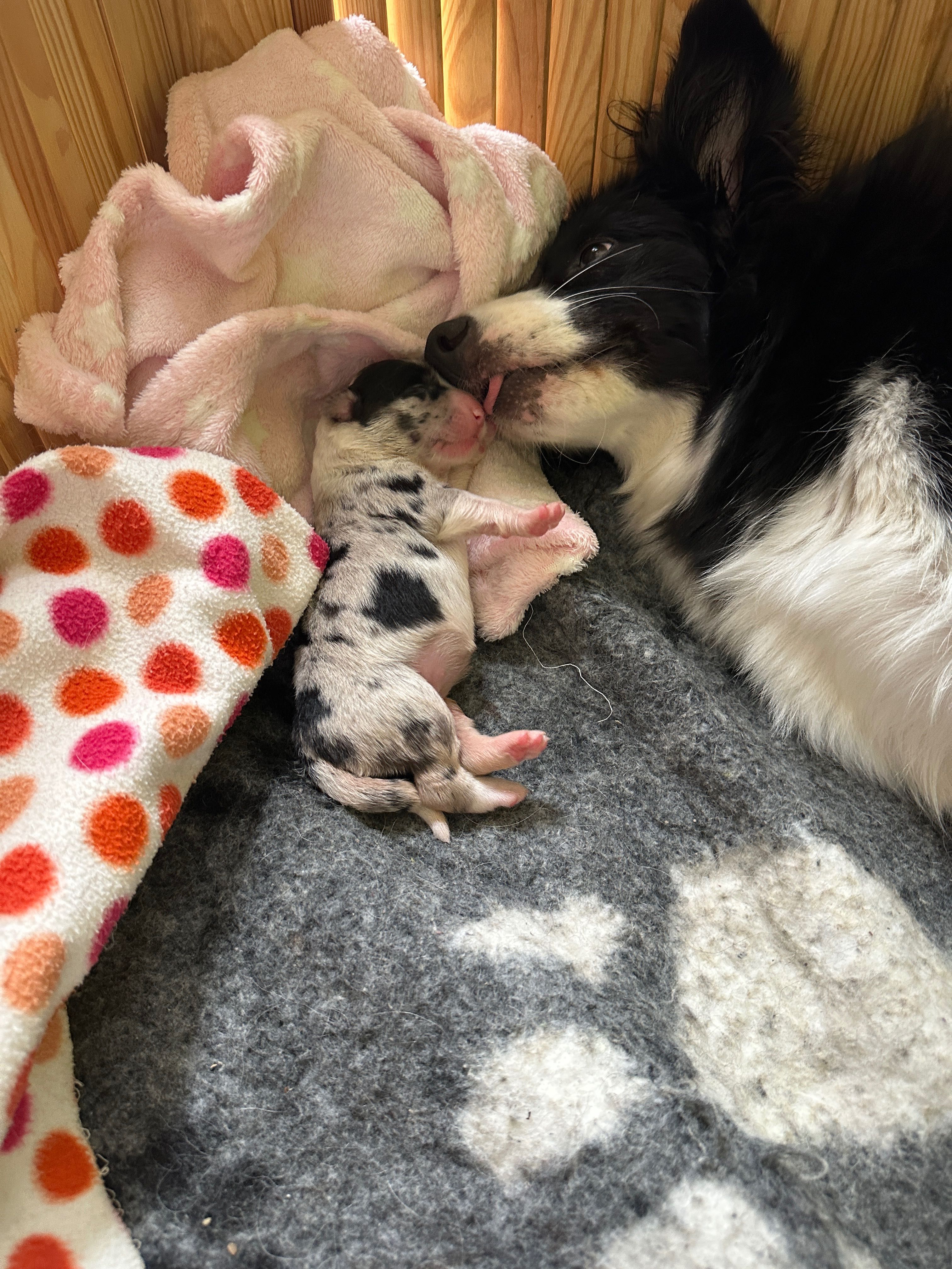 Border Collie /ZKwP /FCI