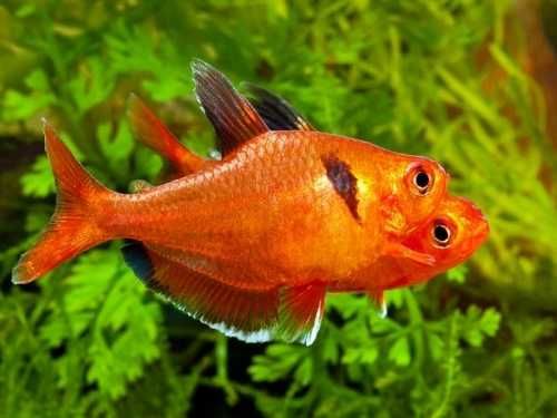 GB Minor, Bystrzyk Barwny | Pakiet 1-19szt.