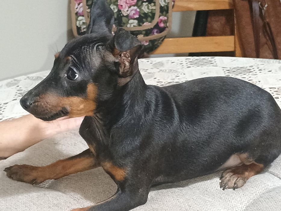 Sprzedam pieska pinczer miniaturowy