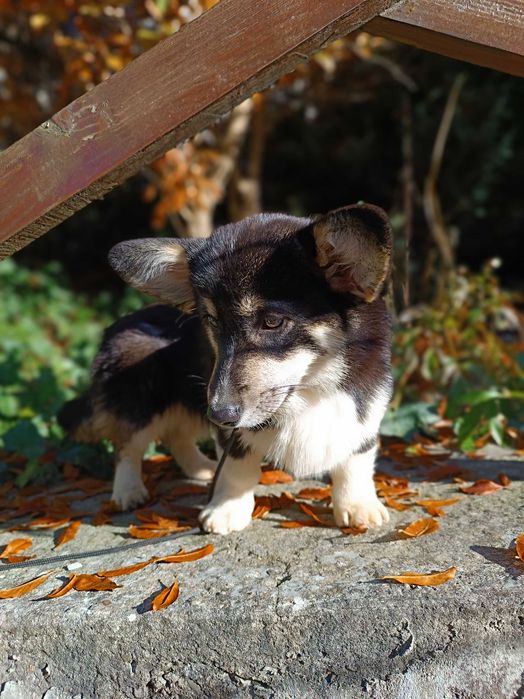 Триколорна дівчинка коргі пемброк