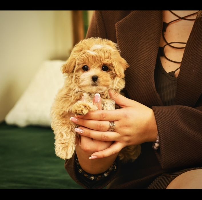 VIP лакшері міні хлопчики цуценята мальтіпу ф1. Мальтіпу. Цуценя