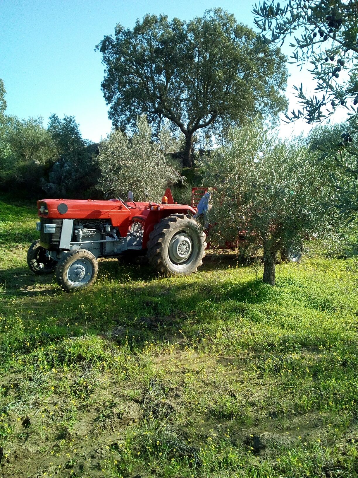 Massey ferguson 165