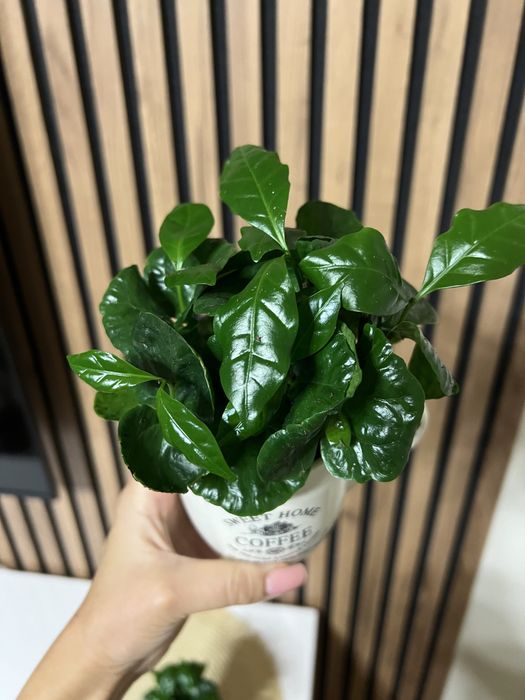 Кава арабіка в чашці