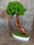 Drzewko bonsai. Mech Chrobotek Prezent. Wyposażenie wnętrz.