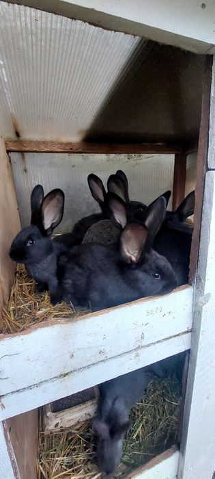 Sprzedam króliki mlode