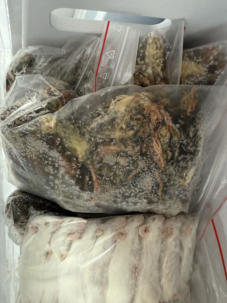Przepiórki jednodniowe, ok. 70szt Raw Petfood