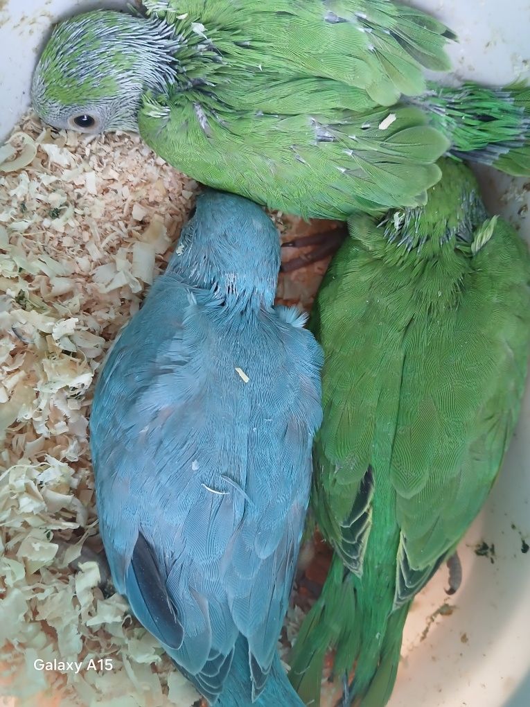 Ring necks verdes e ring neck azul